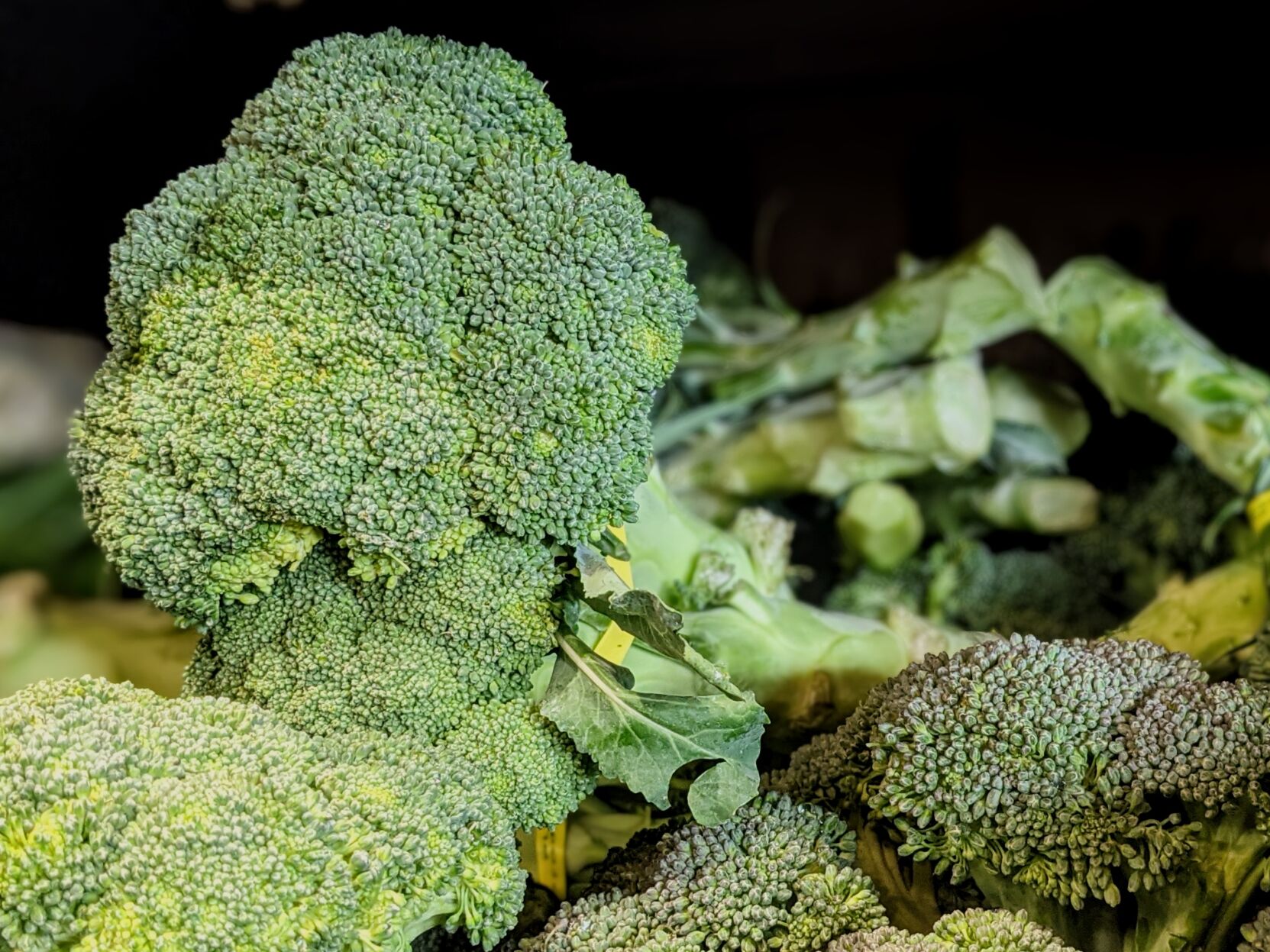 Broccoli-closeup.jpg